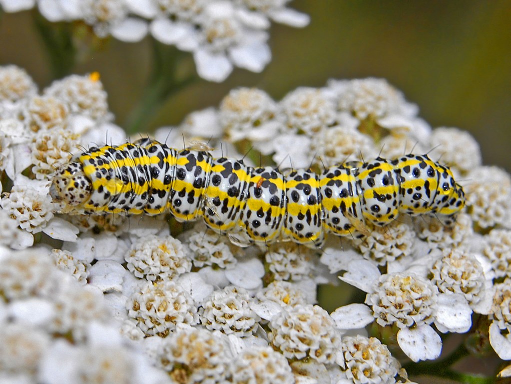 Un bruco bianco e giallo da identificare